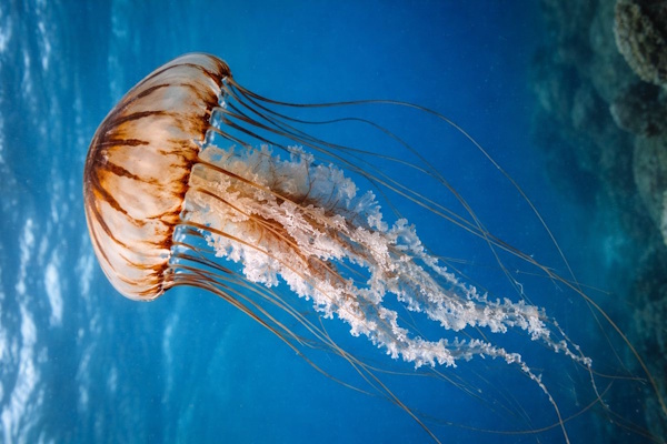 Eine Qualle in den Niederlanden (Kompassqualle)