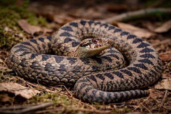 Eine Kreuzotter, die einzige giftige Schlange in den Niederlanden