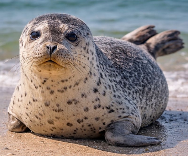 Ein Seehund, die häufigste Robbe in den Niederlanden