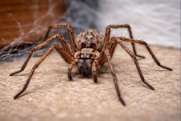 Eine Hausspinne in der Niederlanden