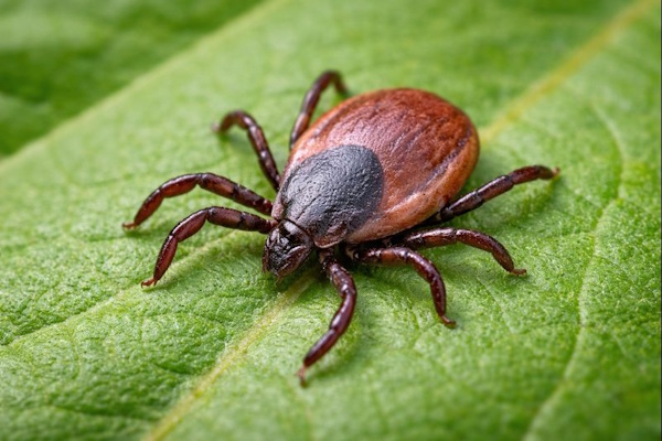 Eine typische Zecke in den Niederlanden